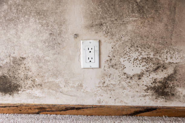 Best Mold Remediation for Healthcare Facilities  in Trenton, FL